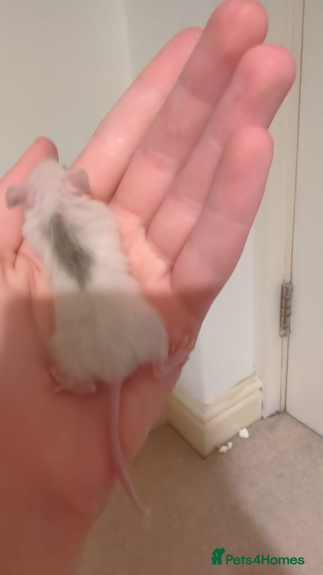 Rat rodents for sale: African soft fured rats babies and adults for sale - Image 4