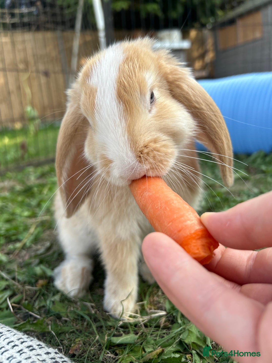 English Lop rabbits for sale: Strawberry Blonde lop ear bunny ! 🍓 - Advert 2