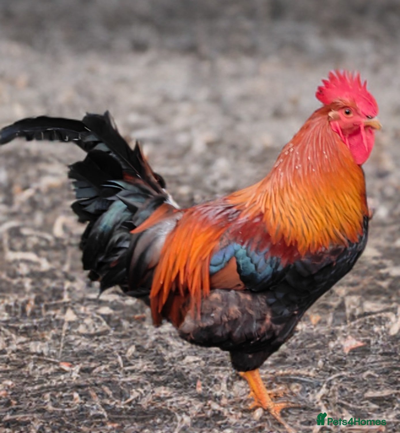 Chickens poultry Gorgeous Red Cockerel  - Advert 2