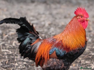 Chickens poultry Gorgeous Red Cockerel - Advert 1