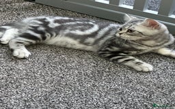 British Shorthair cats for sale: SILVER TABBIES - Registered & Full Pedigree - Image 26