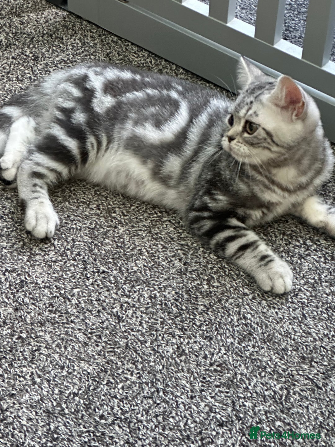 British Shorthair cats for sale: SILVER TABBIES - Registered & Full Pedigree - Image 26