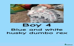 Rat rodents for sale: Beautiful baby rats looking for forever homes! - Advert 19