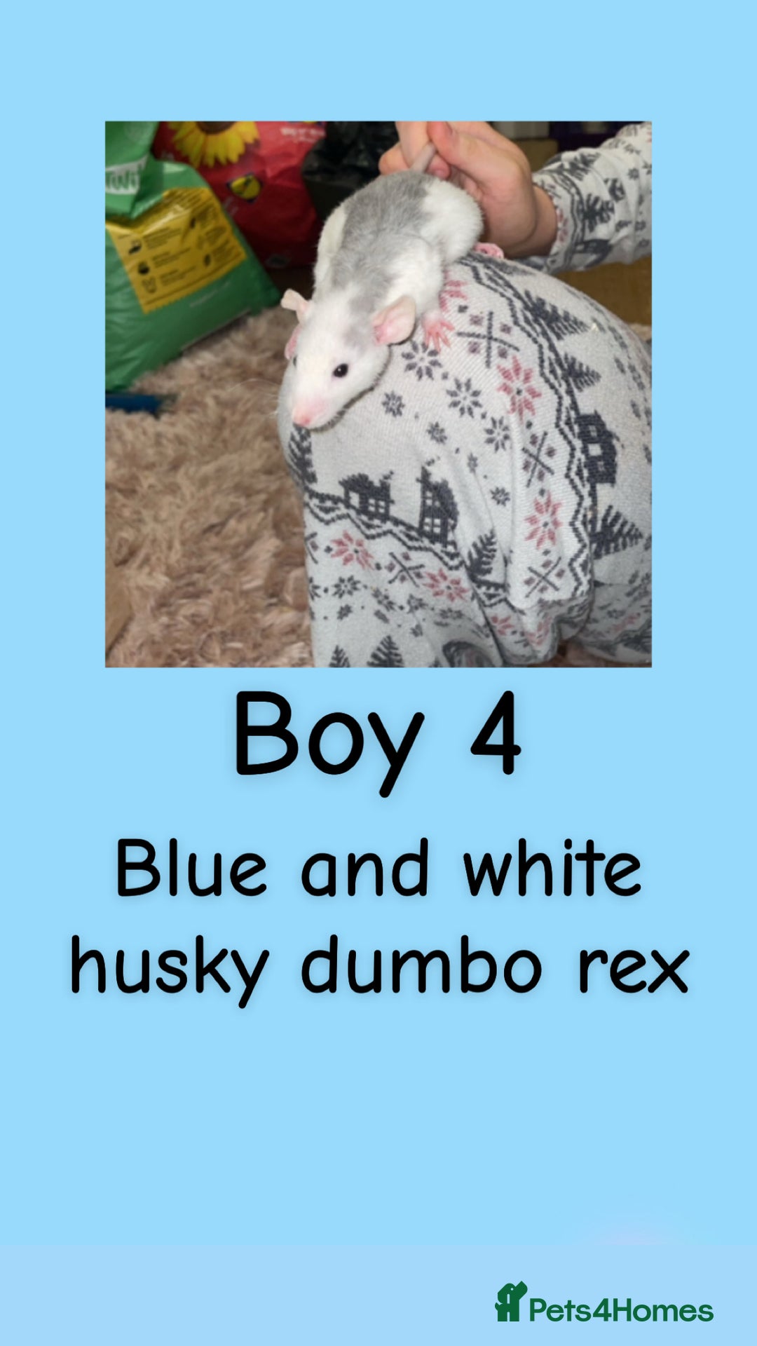 Rat rodents for sale: Beautiful baby rats looking for forever homes! - Advert 19