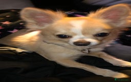 Chihuahua dogs for stud: Handsome Chihuahua for stud - Image 6