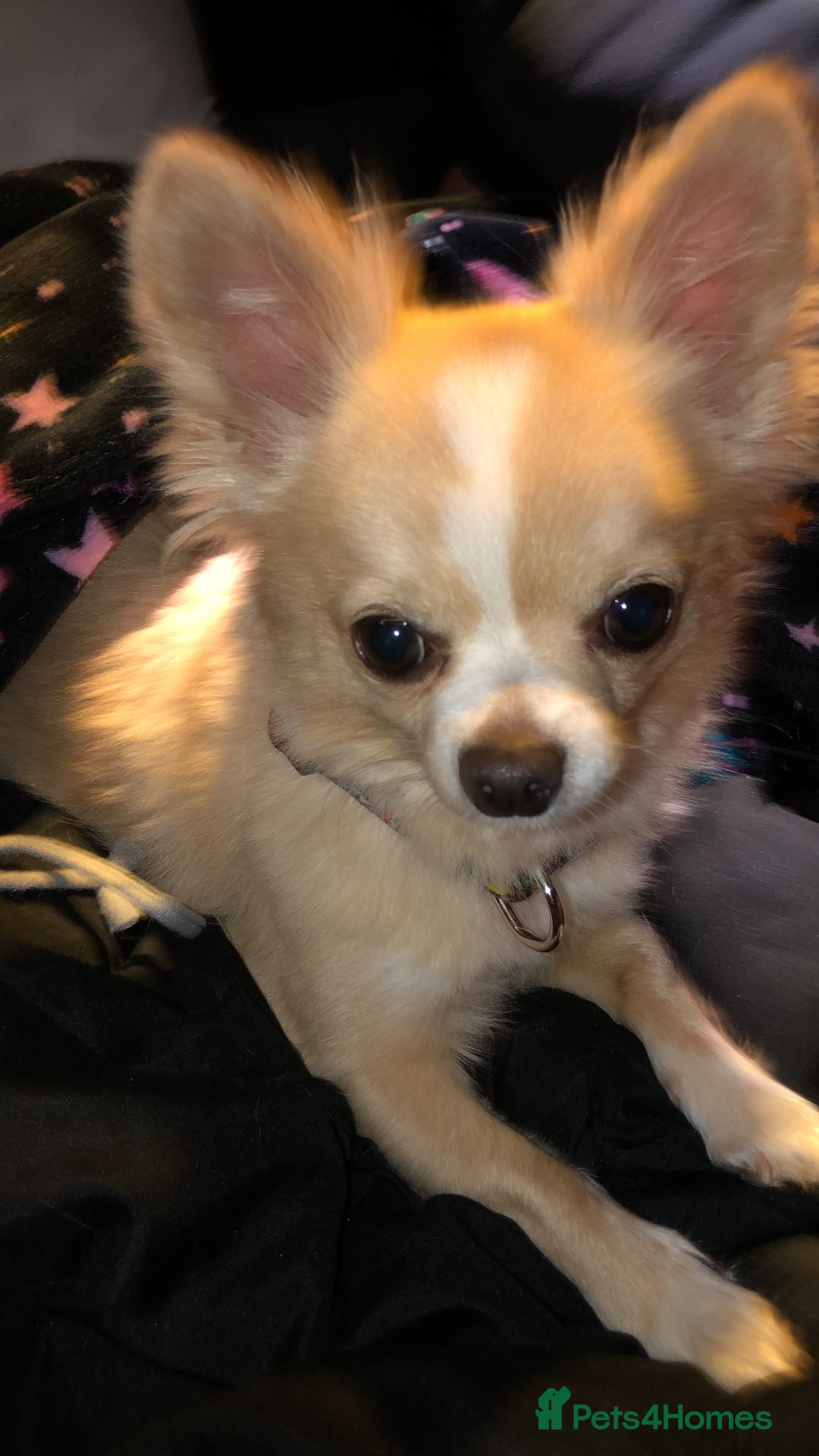 Chihuahua dogs for stud: Handsome Chihuahua for stud - Image 6