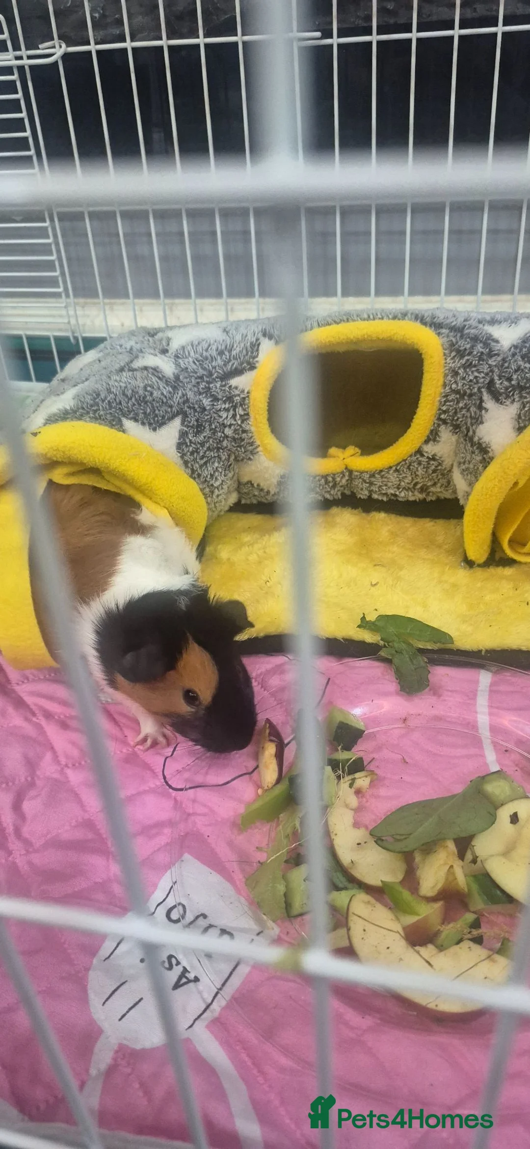 Guinea Pig rodents for sale: Two bonded female guinea pigs  - Advert 12