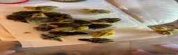 Quail poultry for sale: Unsexed Courtnix Quail chicks  in Saint Helens - Advert 2