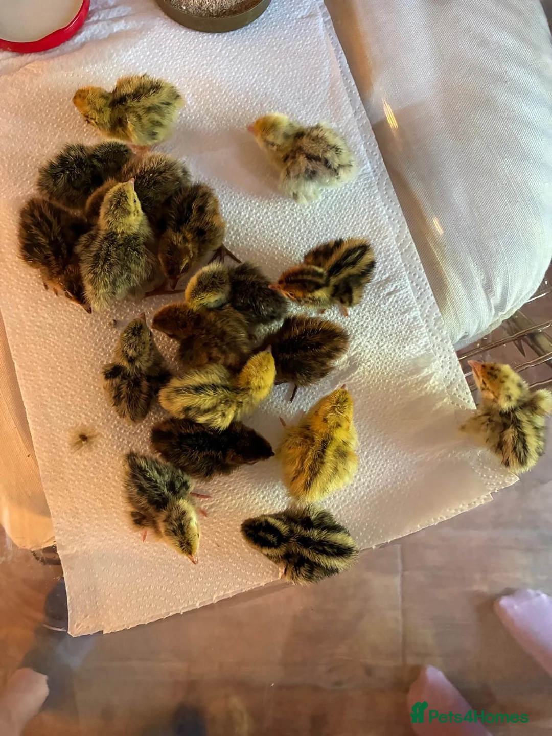 Quail poultry for sale: Unsexed Courtnix Quail chicks  in Saint Helens - Advert 2