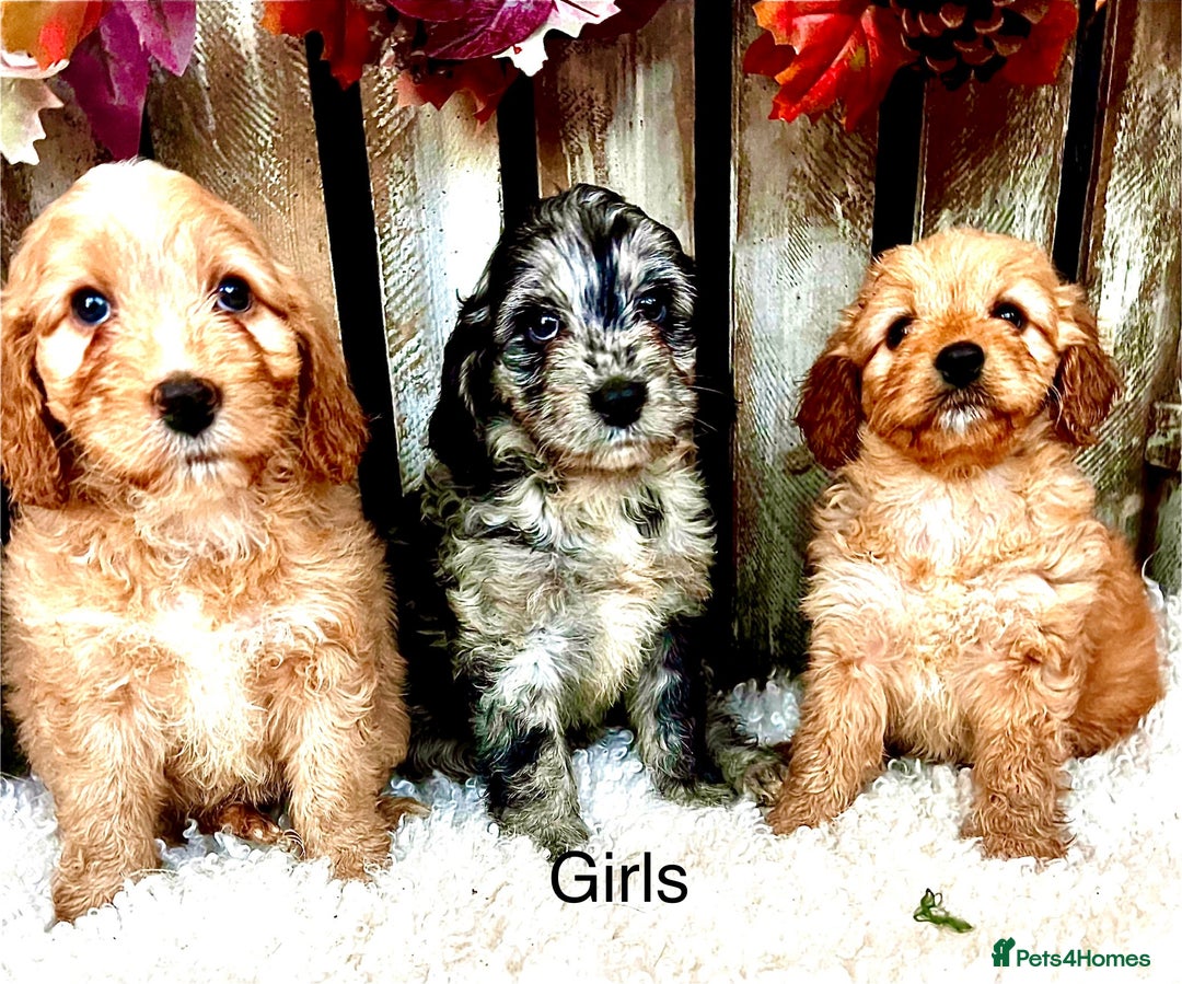Cockapoo dogs for sale: Quality Cockapoo Puppies Blue Merle / Golden  - Advert 2