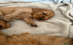 Cocker Spaniel dogs for sale: 3 beautiful cocker spaniel puppies  - Image 11