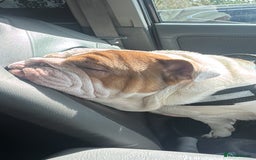 English Bulldog dogs for sale: Rehoming of Gorgeous Bulldog - Image 2