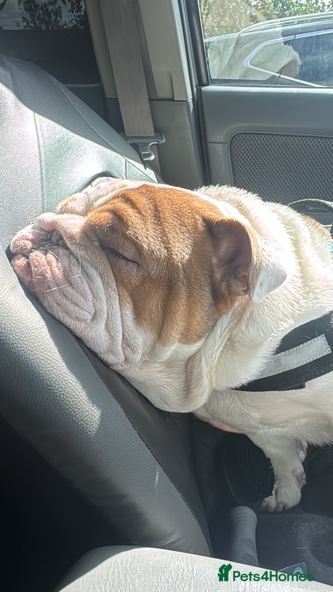 English Bulldog dogs for sale: Rehoming of Gorgeous Bulldog - Image 2