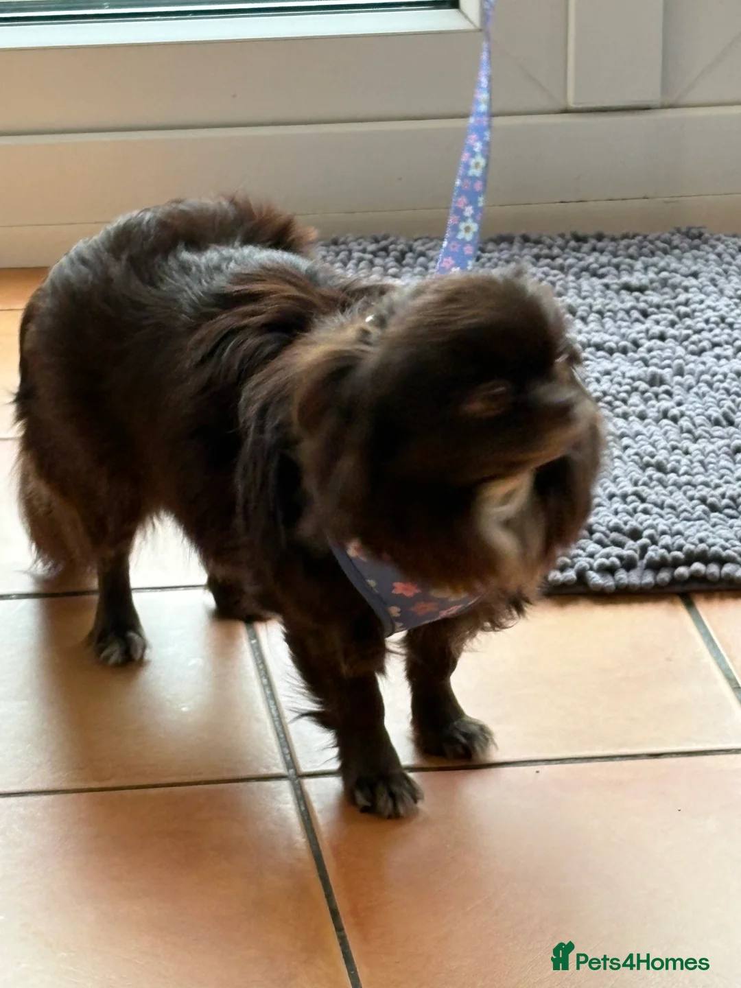 Chihuahua dogs for sale: Russian long hair Chihuahua - Advert 3