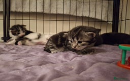 Mixed Breed cats for sale: Mix breed - Image 12