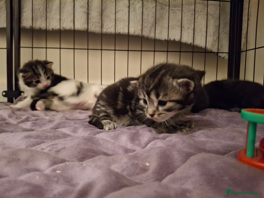 Mixed Breed cats for sale: Mix breed - Image 12