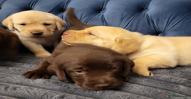 Labrador Retriever dogs - Advert 8