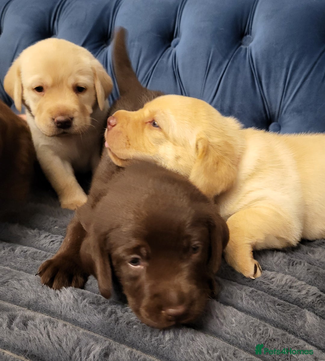 Labrador Retriever dogs for sale: 3 beautiful labrador puppies - Image 3