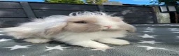 Mini Lion Lop rabbits for sale: 2 Beautiful Mini Lion Lop Boys - Advert 3