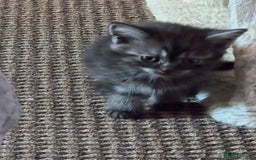 Scottish Fold cats for sale: Beautiful Scottish fold x cross kittens  - Image 7