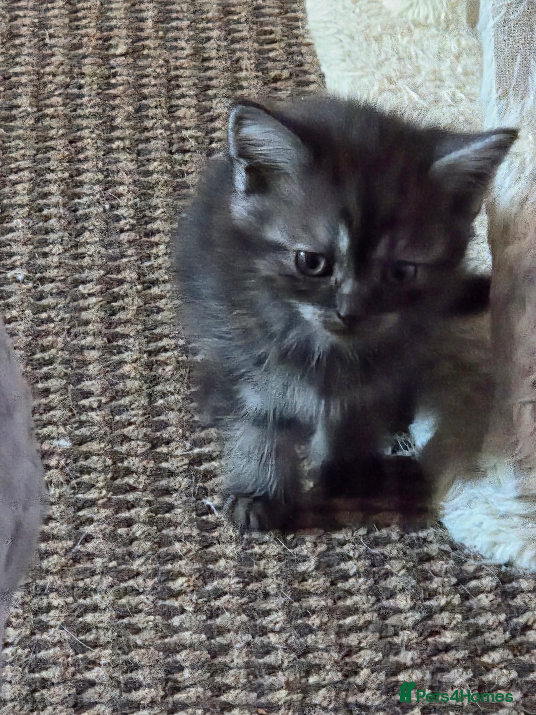 Scottish Fold cats for sale: Beautiful Scottish fold x cross kittens  - Image 7