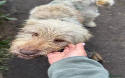 Mixed Breed dogs for adoption: SZITA, a Lovely Big Girl - for a Loving Home - Image 8