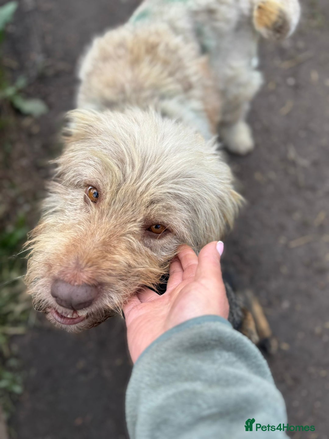 Mixed Breed dogs for adoption: SZITA, a Lovely Big Girl - for a Loving Home - Image 8