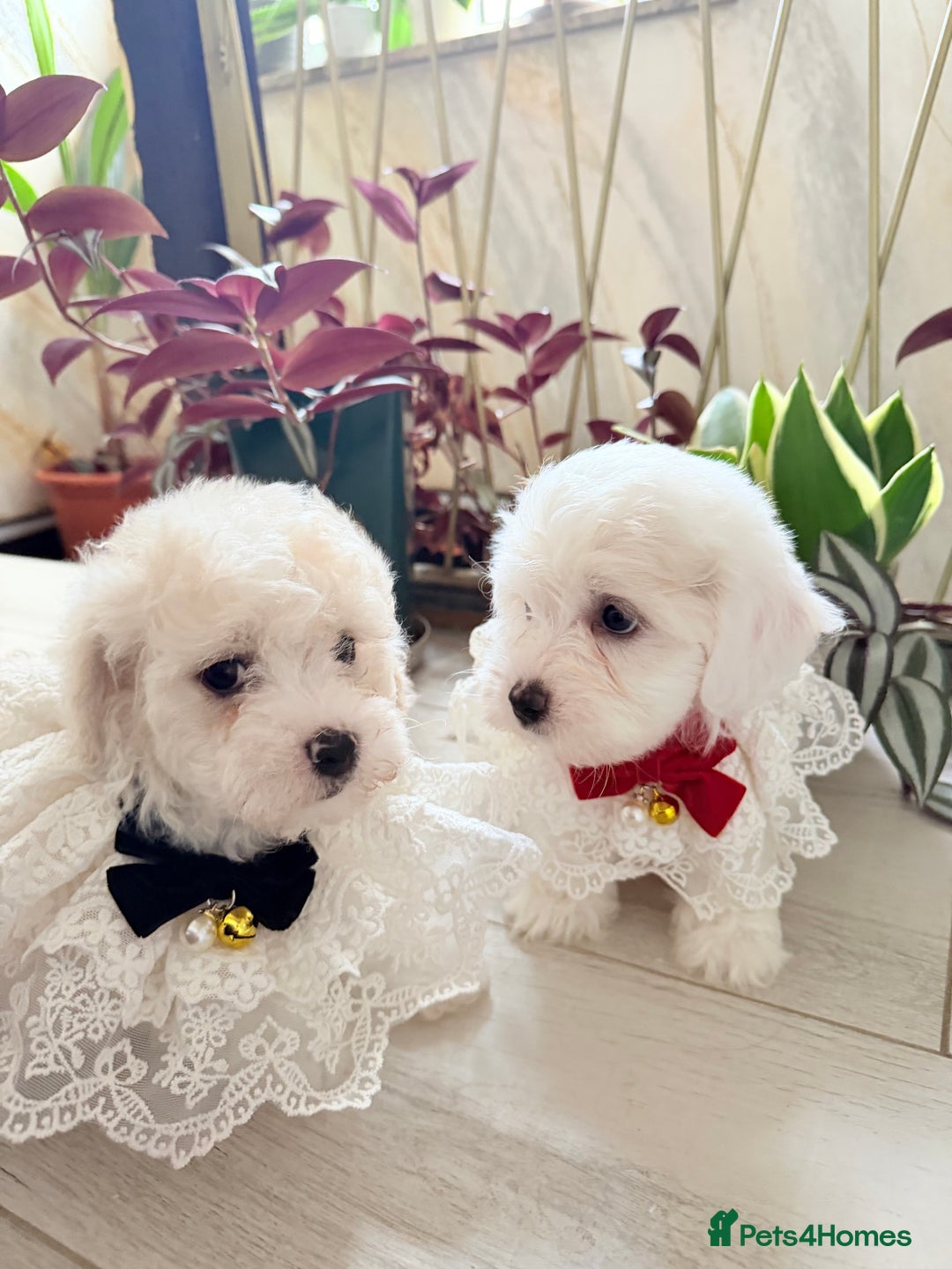 Bichon Frise dogs for sale: 🐶 Bichon Puppies – looking for loving Homes  - Image 3