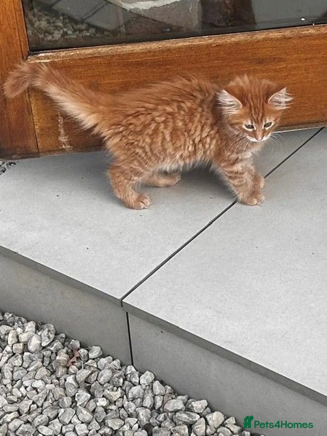 Maine Coon cats for sale: Half Maine Ginger Red Rare Girl Kitten - Advert 2