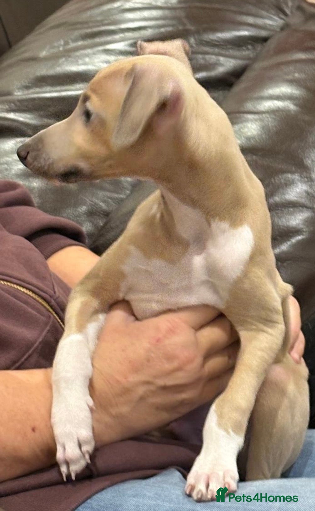 Mixed Breed dogs Gorgeous 3/4 ITALIAN GREYHOUND pups - Advert 4