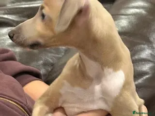 Mixed Breed dogs Gorgeous 3/4 ITALIAN GREYHOUND pups - Advert 4