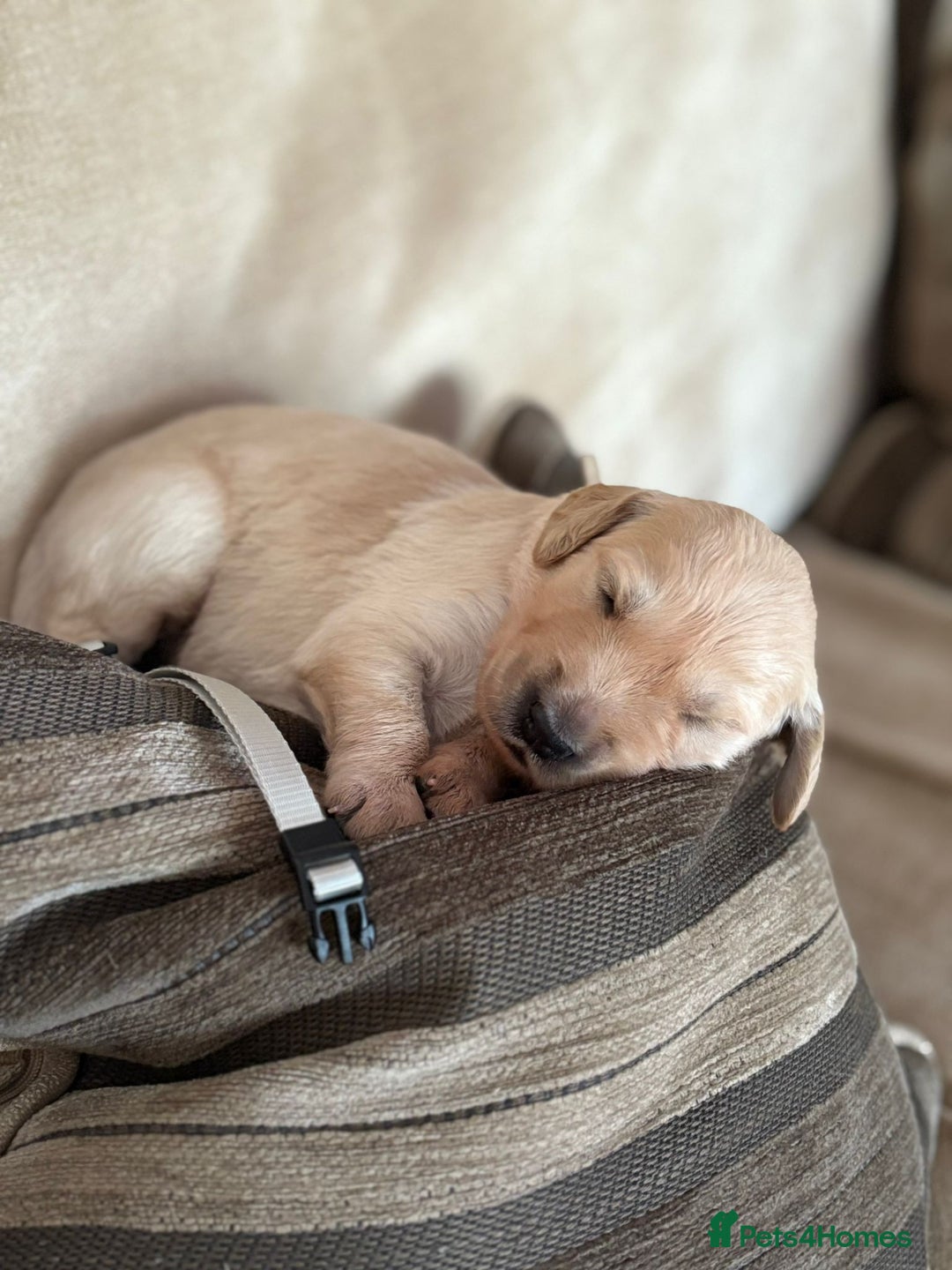 Golden Retriever dogs for sale: Pedigree Golden Retriver Puppies - Image 3