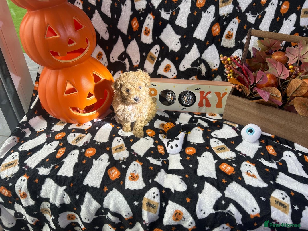 Maltipoo dogs for sale: F1 health tested toy (Asian) maltipoos🩷🩷 - Image 10