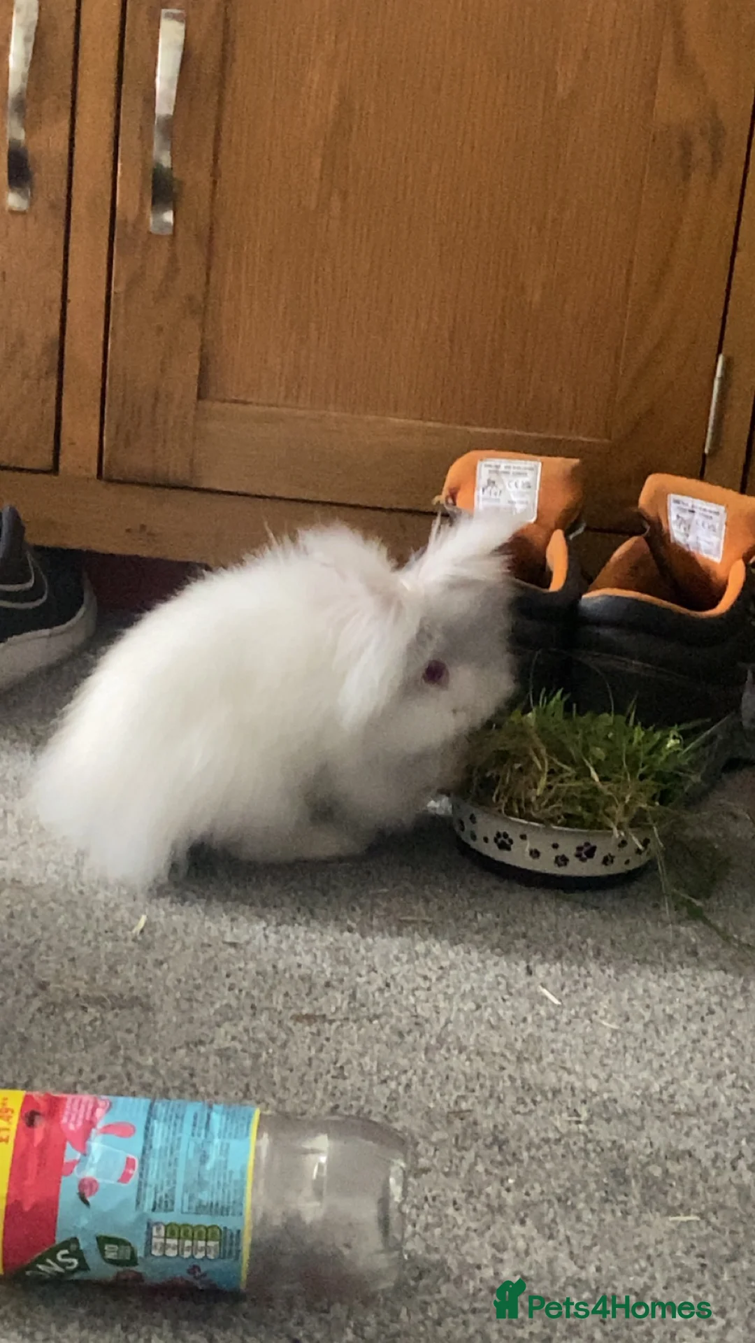 Lionhead rabbits for sale: 2 female lionhead rabbits 1 years old in Stoke-on-Trent - Advert 2