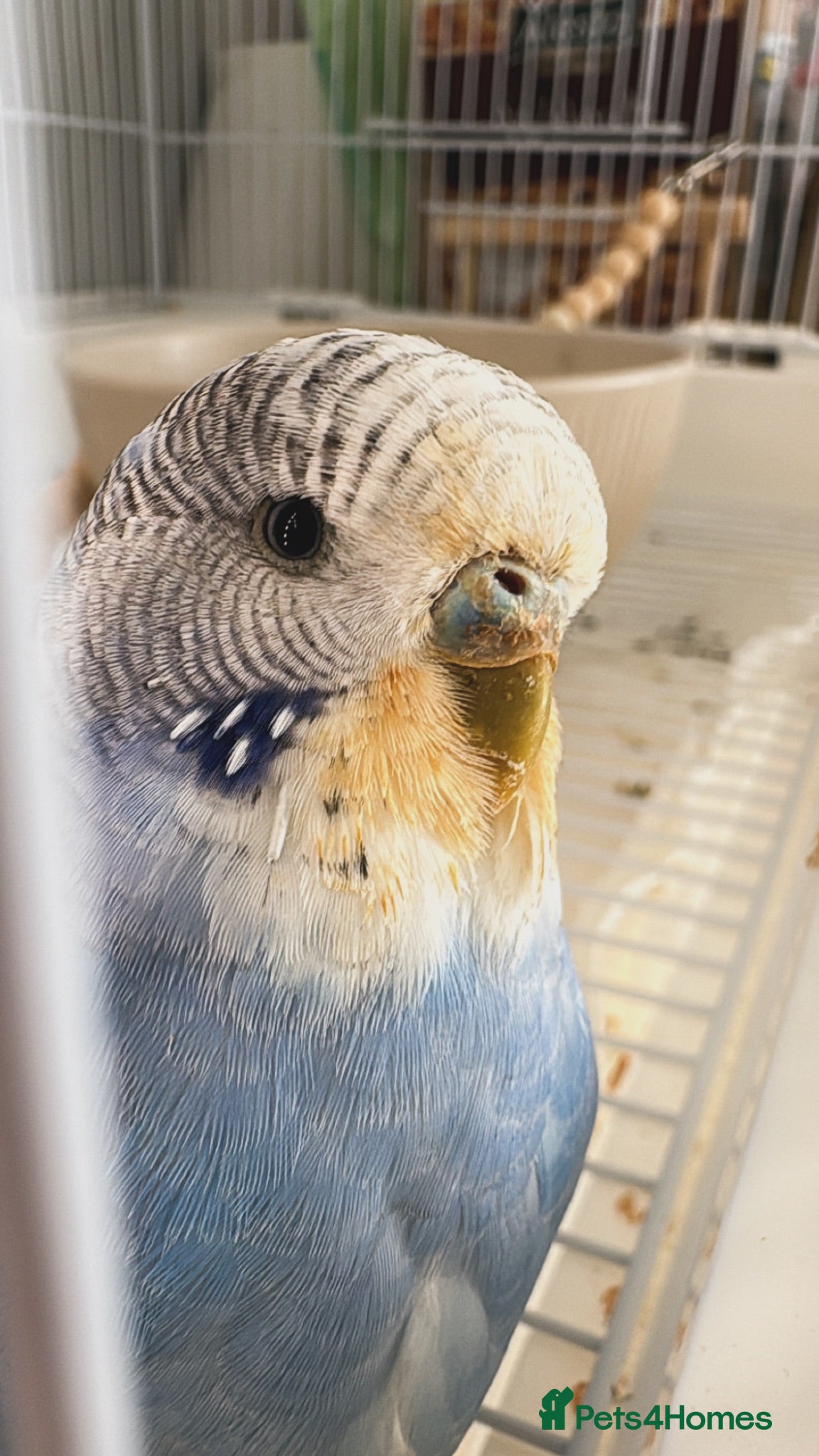 Budgerigars birds budgiefor sale with cage and food and accessories  - Advert 2