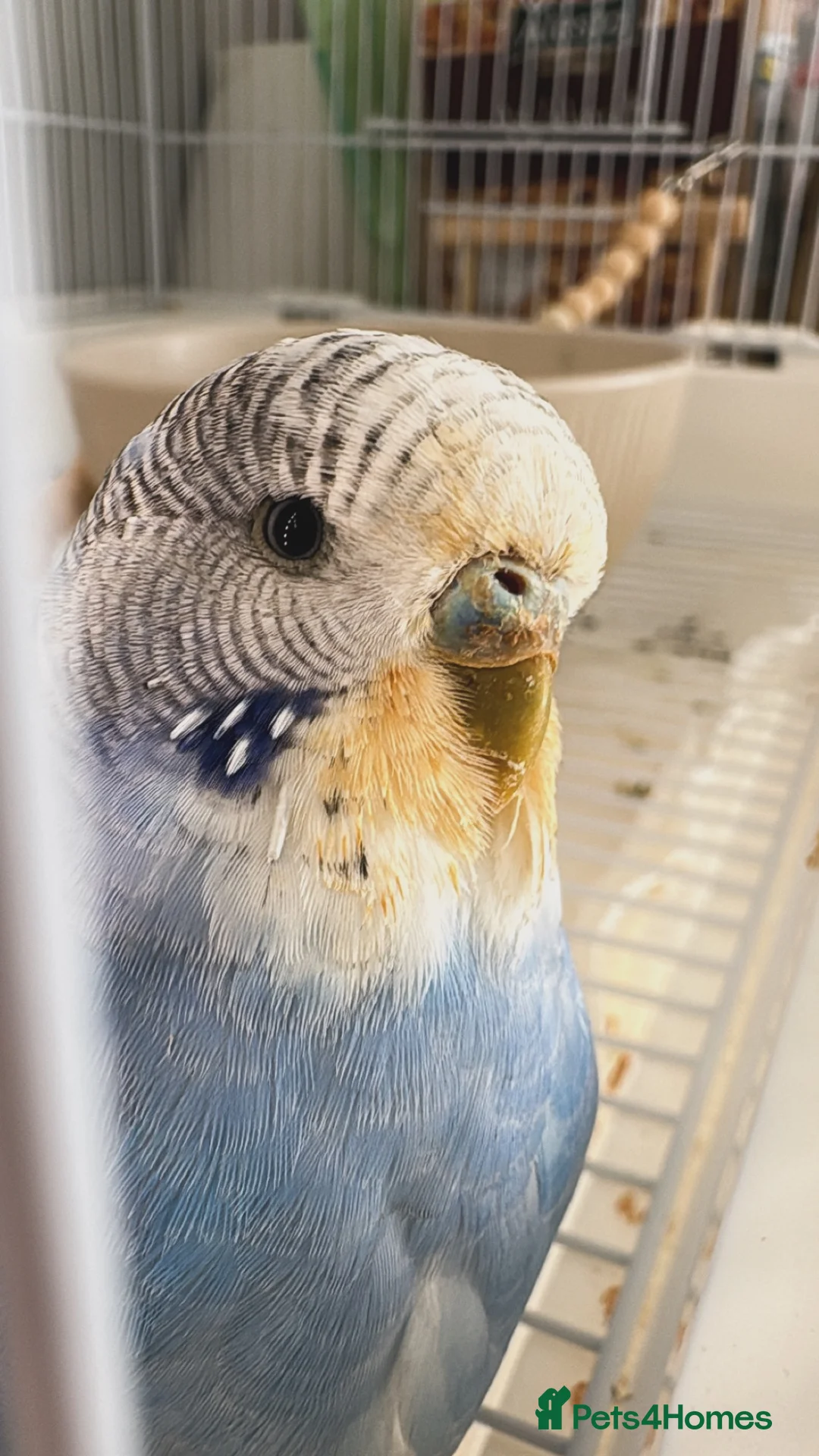Budgerigars birds for sale: budgiefor sale with cage and food and accessories  - Advert 2