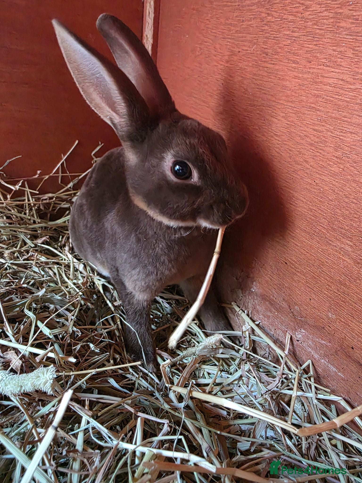 Rex rabbits Chocolate otter mini rex - Advert 1