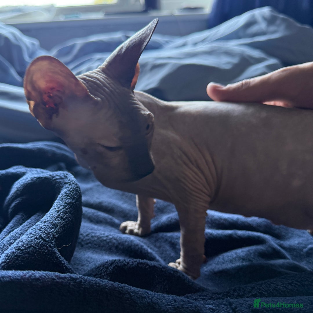 Sphynx cats for sale: female sphynx kitten - Image 5