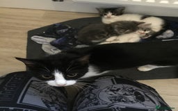 Mixed Breed cats for sale: Fluffy kitties - Image 5