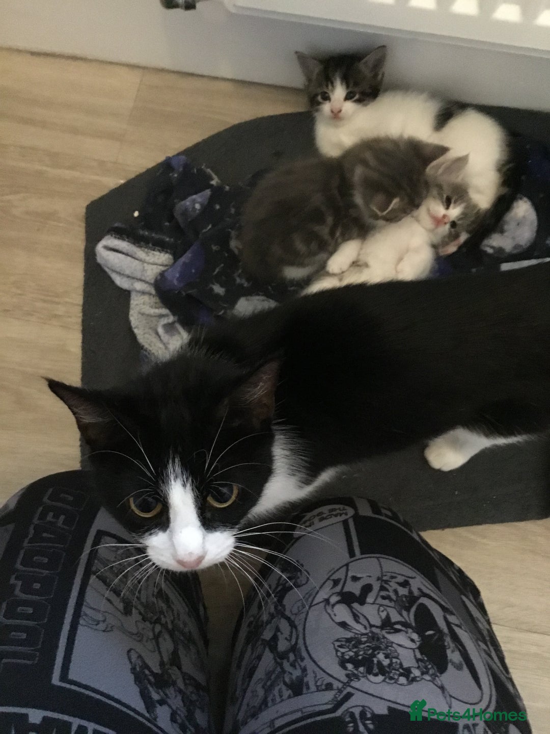 Mixed Breed cats for sale: Fluffy kitties - Image 5