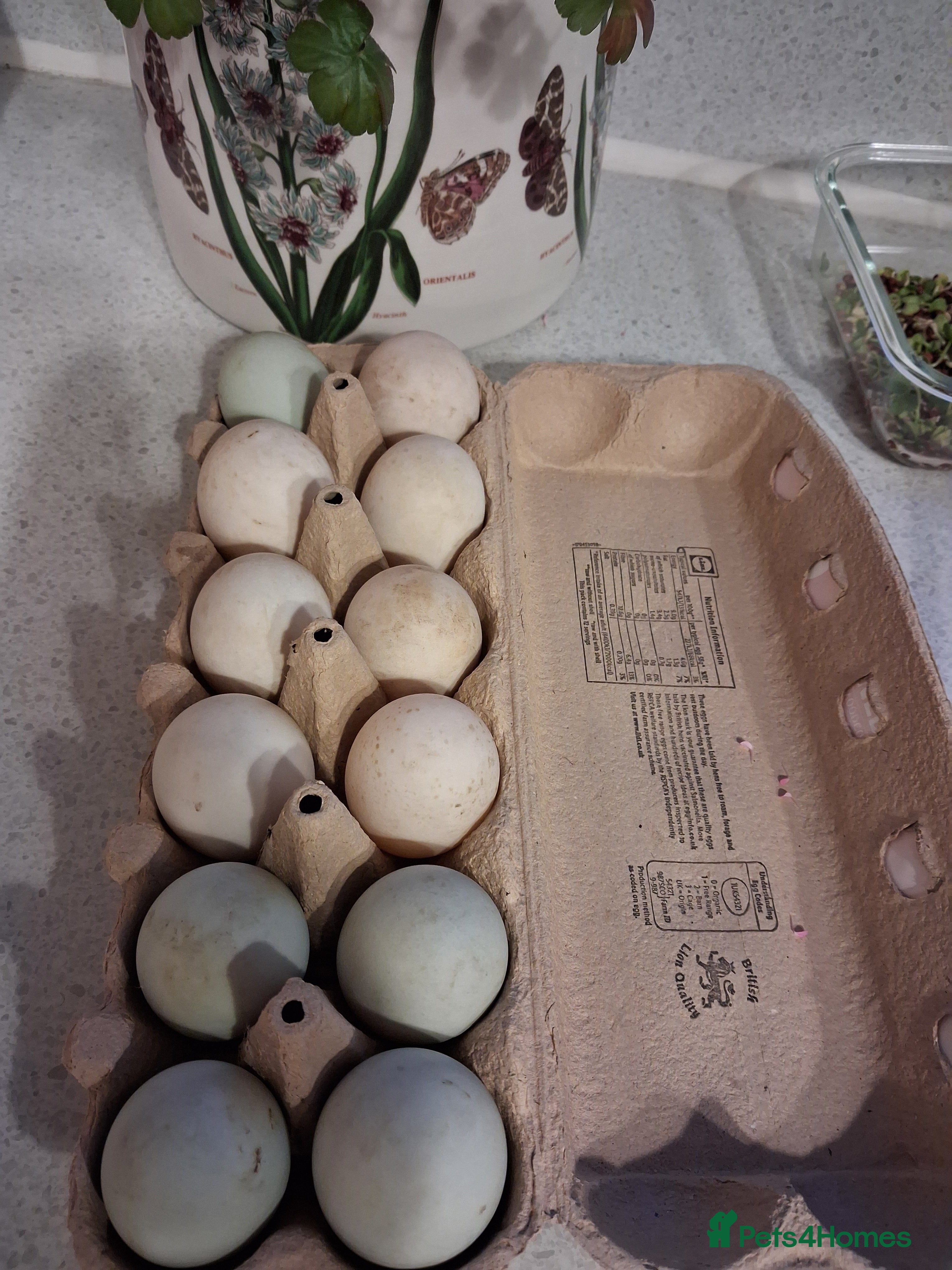 Ducks poultry Khaki Campbell Duck eggs x6 - Advert 2