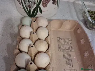 Ducks poultry Khaki Campbell Duck eggs x6 - Advert 2