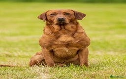 Labrador Retriever dogs for sale: Beautiful Fox Red Labrador Puppies – Family Raised - Image 4