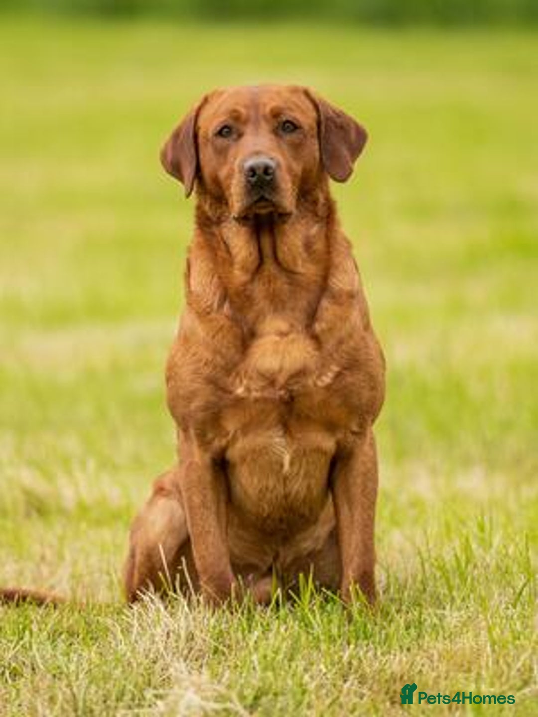 Labrador Retriever dogs for sale: Beautiful Fox Red Labrador Puppies – Family Raised - Image 4