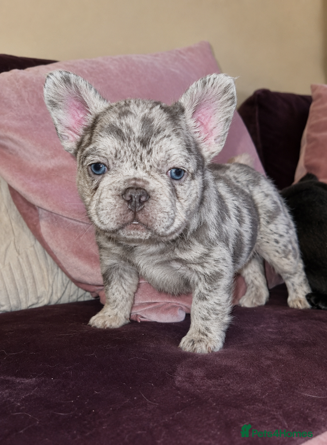French Bulldog dogs Licensed breeder! Fluffy frenchie litter due July  - Advert 16
