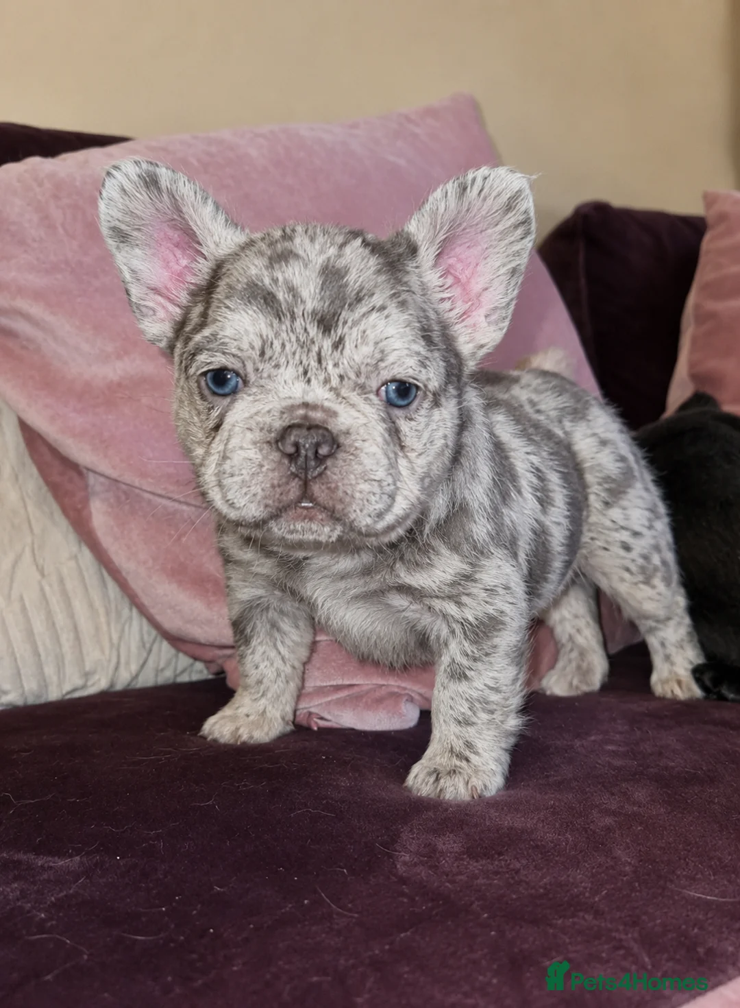 French Bulldog dogs for stud: Licensed breeder! Fluffy frenchie litter due July  - Advert 1