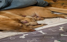 Labrador Retriever dogs for sale: Fox red Labrador puppies for sale - Image 6