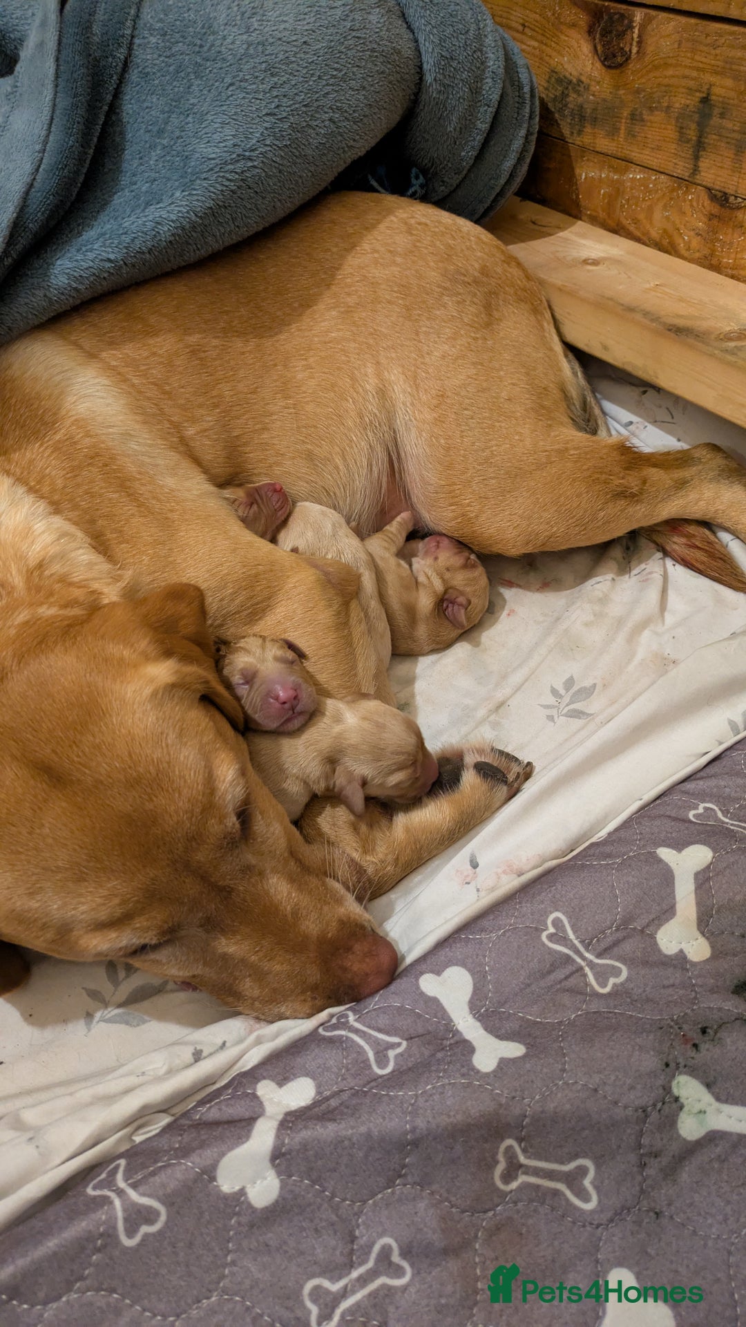 Labrador Retriever dogs for sale: Fox red Labrador puppies for sale - Image 6