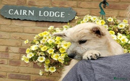 Cairn Terrier dogs for sale: Brother & Sister Looking for Loving Homes - Image 7