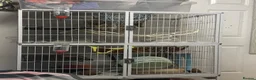 Rat rodents for sale: 3 male dumbo rats in Halesowen - Advert 5